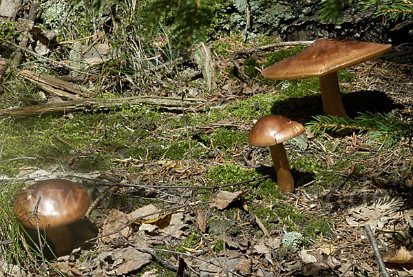 Gelbblättriger Ritterling (Tricholoma fulvum)