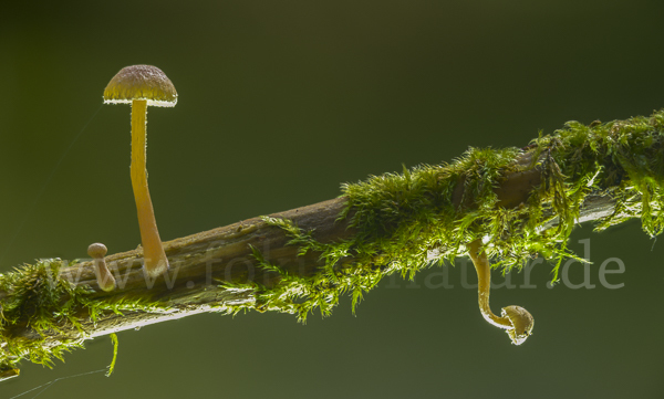 Gelbblättriger Trompetenschnitzling (Tubaria dispersa)