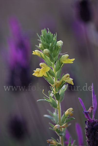 Gelbe Bartsie (Parentucellia viscosa)