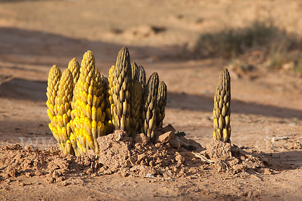 Gelbe Cistanche (Cistanche phelypaea)