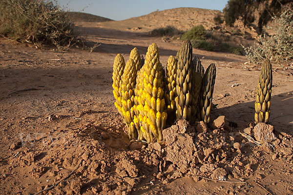 Gelbe Cistanche (Cistanche phelypaea)