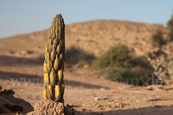 Gelbe Cistanche (Cistanche phelypaea)