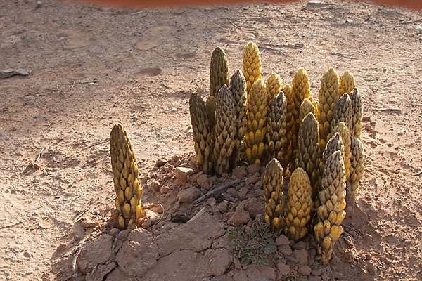 Gelbe Cistanche (Cistanche phelypaea)