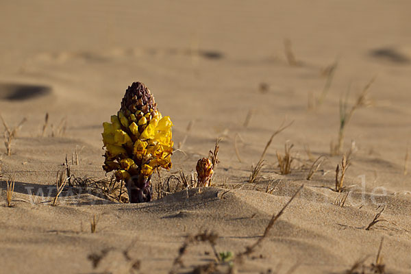 Gelbe Cistanche (Cistanche phelypaea)