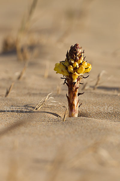 Gelbe Cistanche (Cistanche phelypaea)