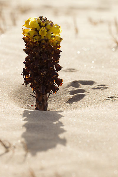 Gelbe Cistanche (Cistanche phelypaea)