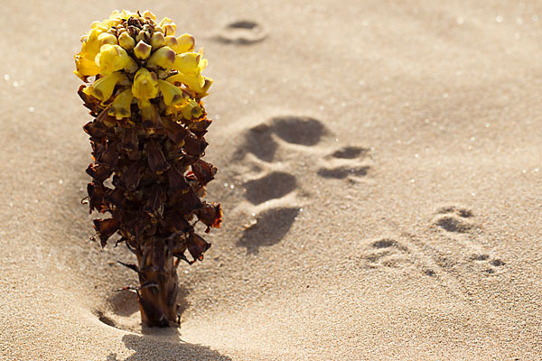 Gelbe Cistanche (Cistanche phelypaea)