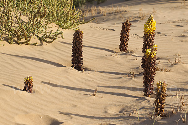 Gelbe Cistanche (Cistanche phelypaea)