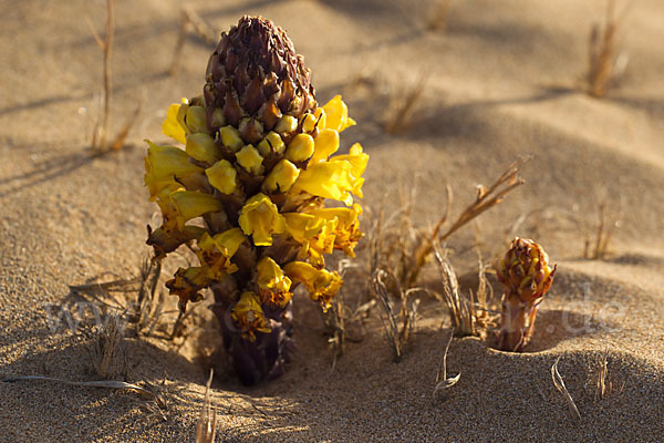 Gelbe Cistanche (Cistanche phelypaea)