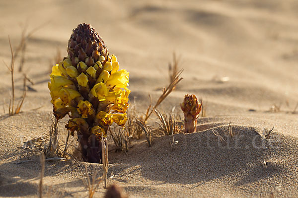 Gelbe Cistanche (Cistanche phelypaea)