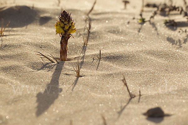 Gelbe Cistanche (Cistanche phelypaea)