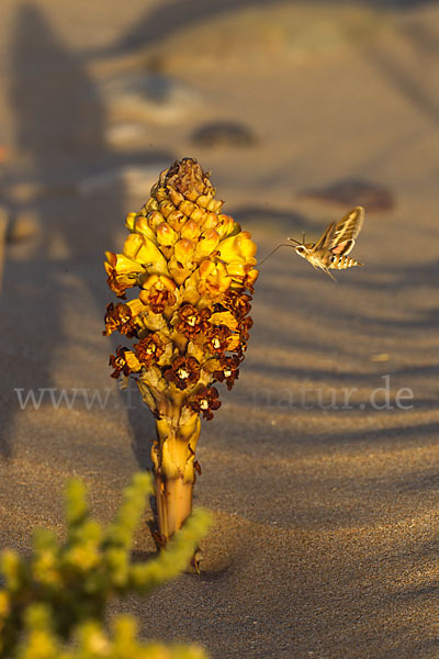 Gelbe Cistanche (Cistanche phelypaea)