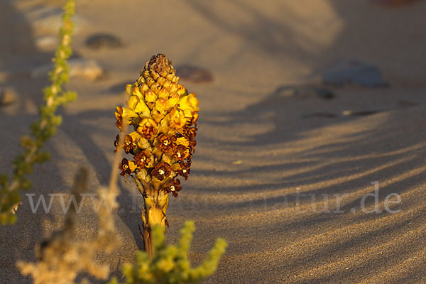 Gelbe Cistanche (Cistanche phelypaea)