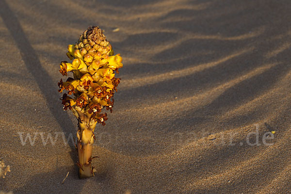 Gelbe Cistanche (Cistanche phelypaea)