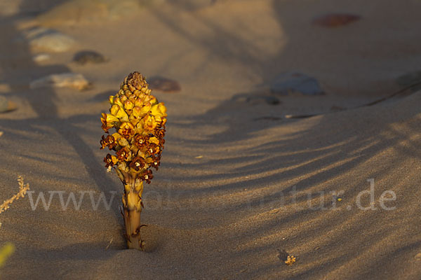 Gelbe Cistanche (Cistanche phelypaea)