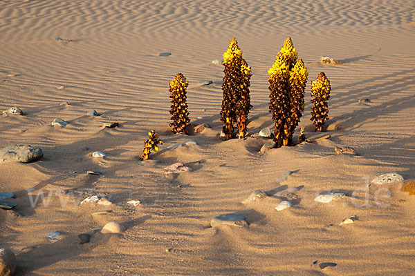 Gelbe Cistanche (Cistanche phelypaea)