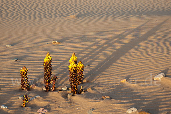 Gelbe Cistanche (Cistanche phelypaea)