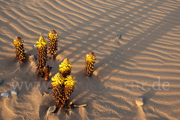 Gelbe Cistanche (Cistanche phelypaea)