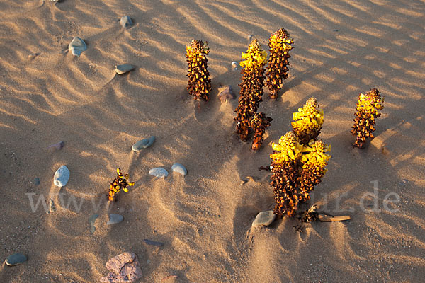 Gelbe Cistanche (Cistanche phelypaea)