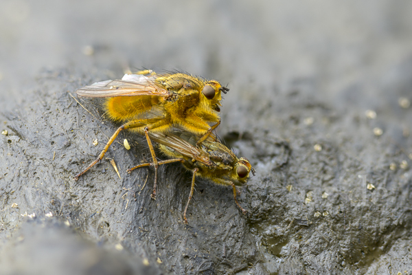 Gelbe Dungfliege (Scatophaga  stercoraria)