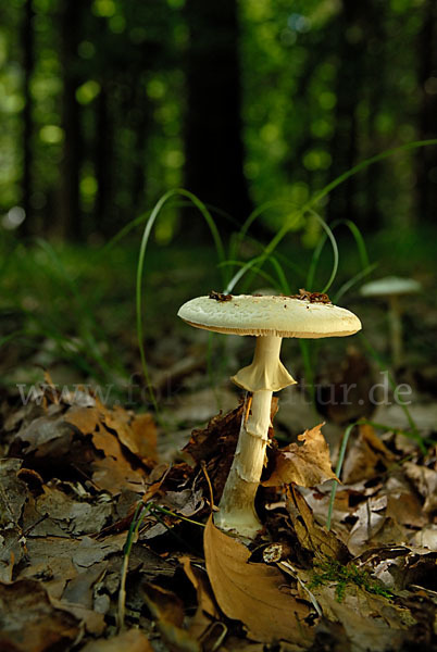 Gelbe Knollenblätterpilz (Amanita citrina)