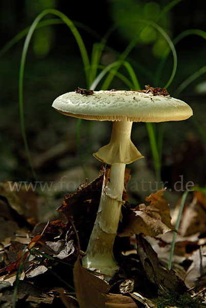 Gelbe Knollenblätterpilz (Amanita citrina)