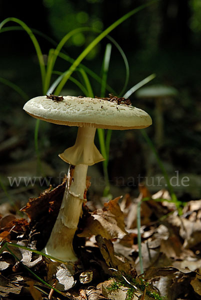 Gelbe Knollenblätterpilz (Amanita citrina)