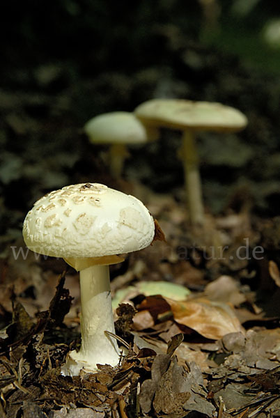 Gelbe Knollenblätterpilz (Amanita citrina)