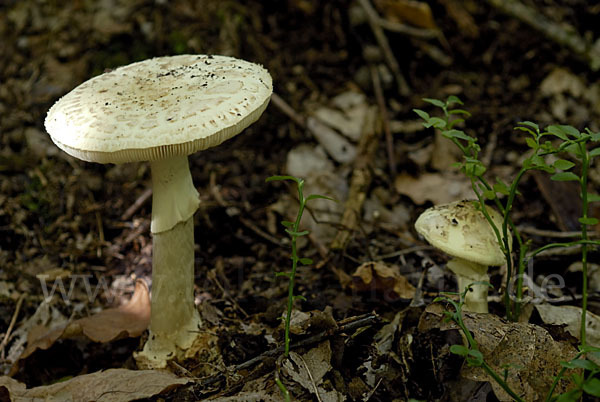 Gelbe Knollenblätterpilz (Amanita citrina)