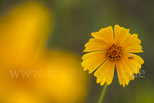 Gelbe Kosmee (Cosmos sulphureus)