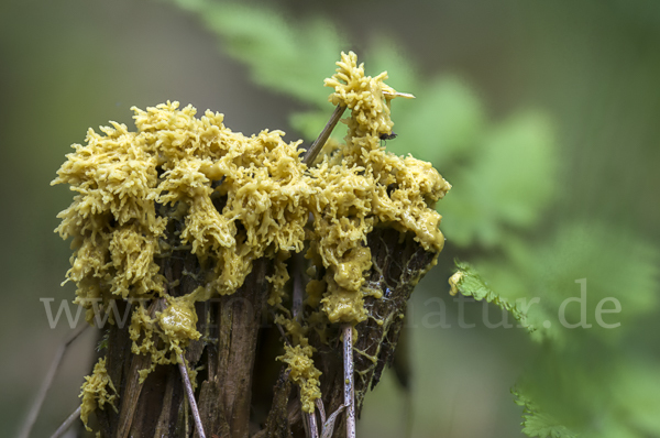 Gelbe Lohblüte (Fuligo septica)