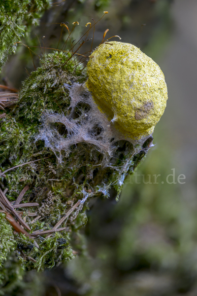 Gelbe Lohblüte (Fuligo septica)