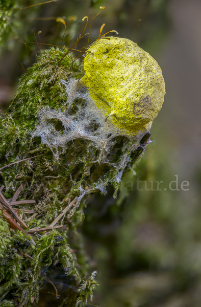 Gelbe Lohblüte (Fuligo septica)