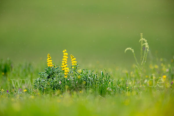 Gelbe Lupine (Lupinus luteus)