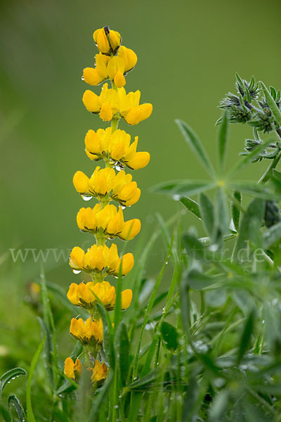 Gelbe Lupine (Lupinus luteus)