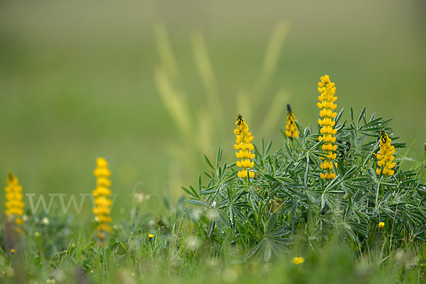 Gelbe Lupine (Lupinus luteus)