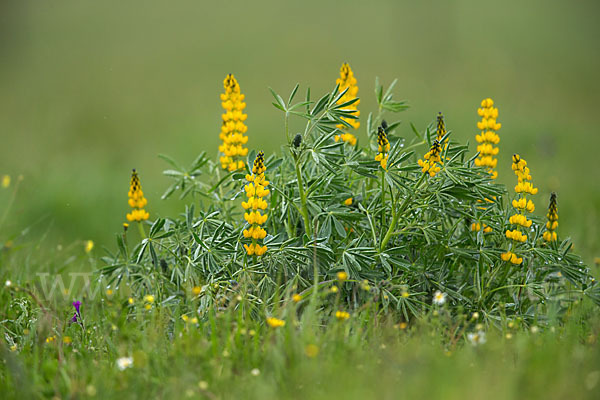 Gelbe Lupine (Lupinus luteus)