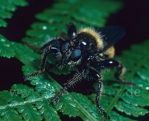 Gelbe Mordfliege (Laphria flava)