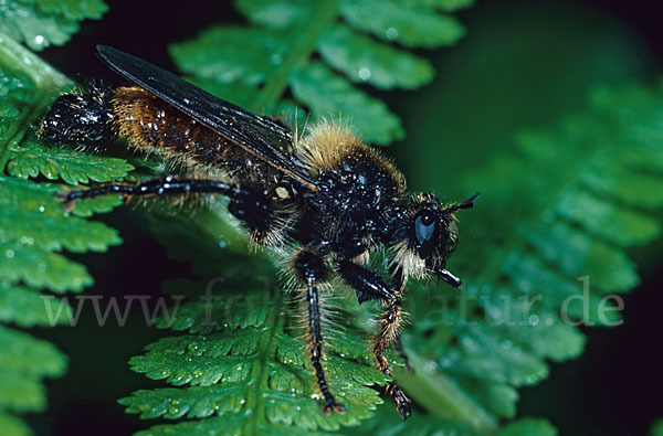 Gelbe Mordfliege (Laphria flava)