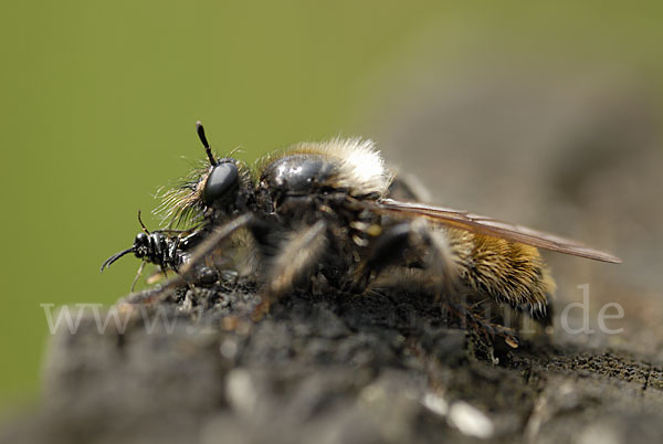 Gelbe Mordfliege (Laphria flava)