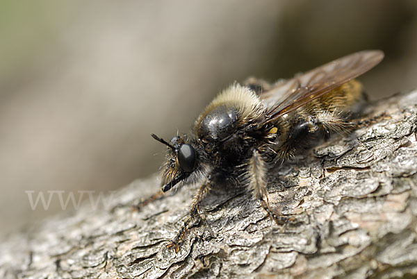 Gelbe Mordfliege (Laphria flava)