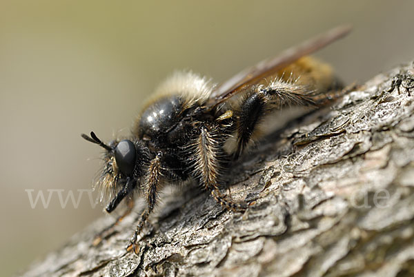 Gelbe Mordfliege (Laphria flava)