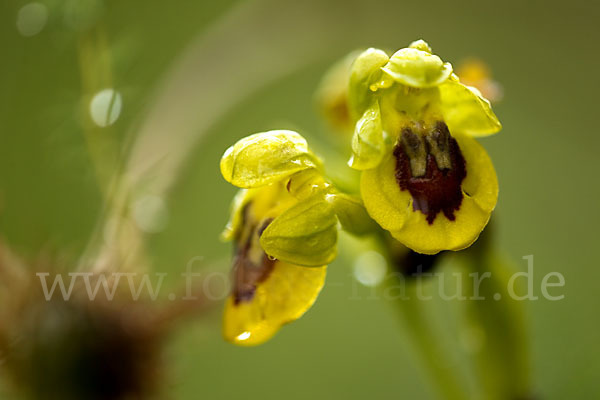 Gelbe Ragwurz (Ophrys lutea)