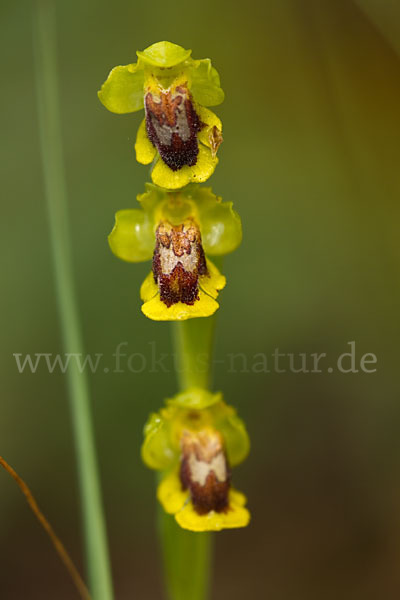 Gelbe Ragwurz (Ophrys lutea)