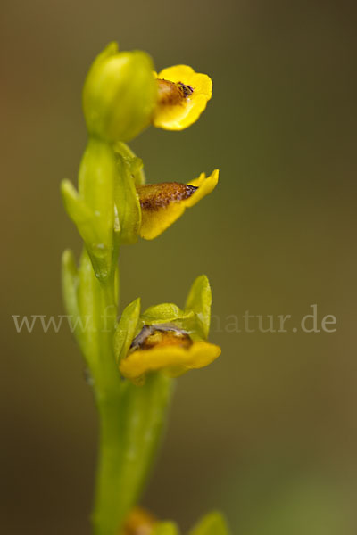 Gelbe Ragwurz (Ophrys lutea)