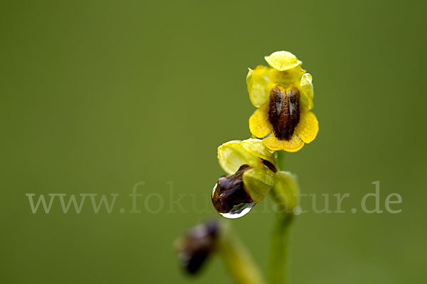 Gelbe Ragwurz (Ophrys lutea)