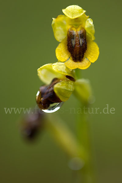 Gelbe Ragwurz (Ophrys lutea)