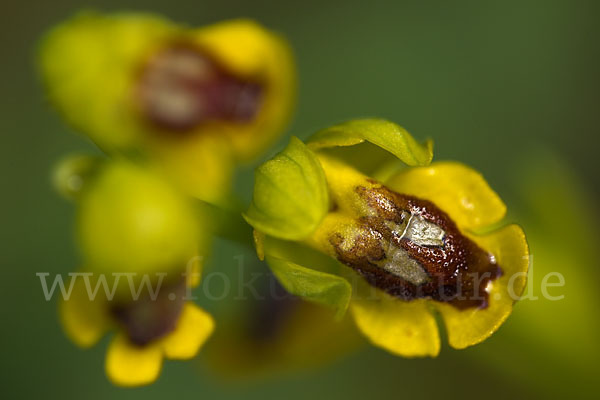 Gelbe Ragwurz (Ophrys lutea)