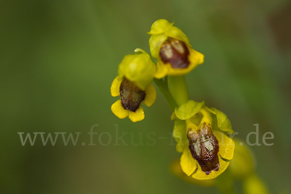 Gelbe Ragwurz (Ophrys lutea)