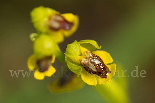 Gelbe Ragwurz (Ophrys lutea)